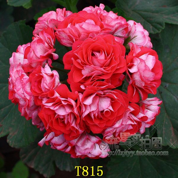 全重瓣玫瑰花型直立天竺葵 编号t815至尊碗(林木32/6.5黑方假植苗
