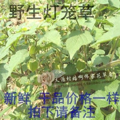 新鲜野生中草药材 灯笼泡 天泡子 灯笼果 灯笼草 天泡草4斤包邮