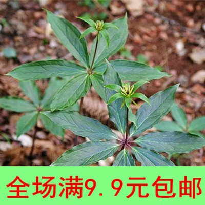 重楼种苗 东北野生七叶一枝花中草药根苗 盆栽庭院新奇趣味花卉