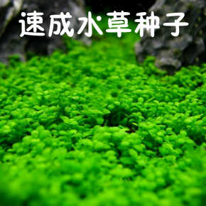 鱼缸装饰水草种子 前景迷你小对叶植物水族箱活体造景