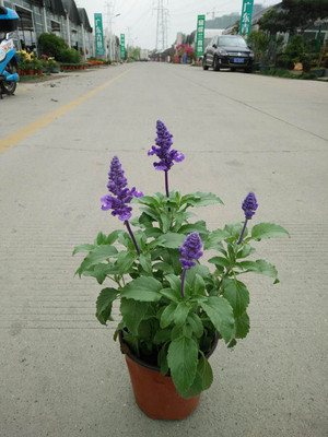 鼠尾草 洋苏草 蓝花白花 阳台花坛灿烂花卉 盆栽苗带土发货