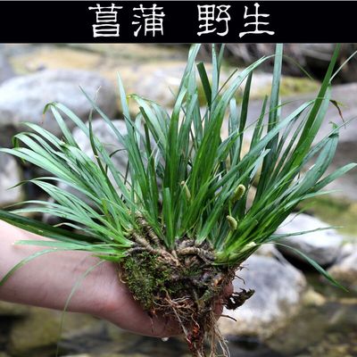 野生石菖蒲 虎须菖蒲随手香文玩香草九节菖蒲 盆栽昌蒲苗水培绿植