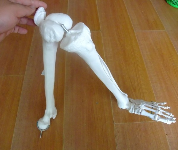 正品人体1:1下肢骨骼骨架下肢骨模型 股骨胫骨模型 骨科模型