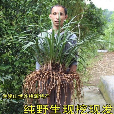 武陵山纯野生下山兰春兰蕙兰建兰寒兰花苗 兰花兰草植物花卉包邮