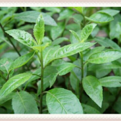 解渴缩尿茶(泰国仙草)