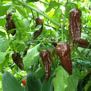 超级辣椒,澳洲进口-巧克力印度鬼椒种子chocolate bhut jolokia