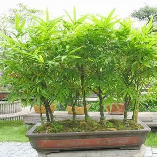 花卉盆景室内盆栽观叶植物 水培佛肚竹又称佛竹 罗汉竹 盆景竹子