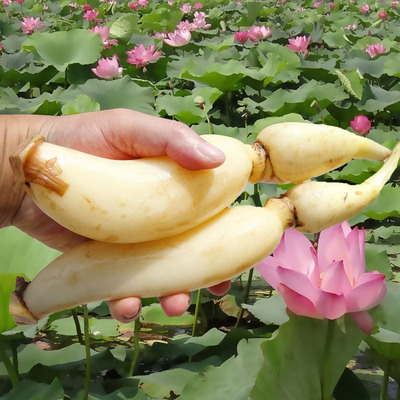 【包邮】湖北洪湖 粉藕王 带泥嫩脆莲藕 红花藕 新鲜藕带有机蔬菜