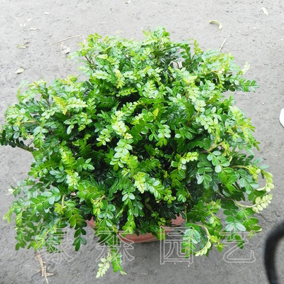 仅限成都销售 清香木 驱蚊草 净化空气 室外 植物 花卉 盆栽