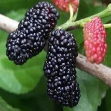 无籽大十桑葚树苗,无仔大10果苗大量出售批发果桑苗,果桑苗基地