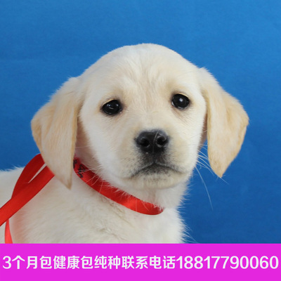 标题优化:上海宠物狗 纯种赛级拉布拉多导盲犬幼犬 拉布拉多犬黄金猎犬