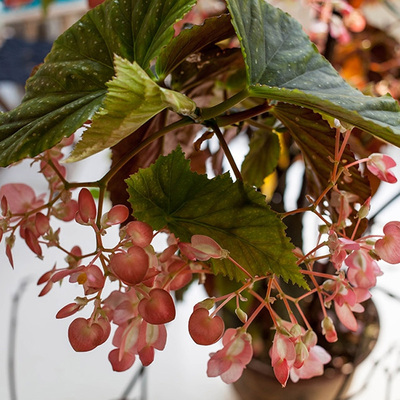 竹节海棠花苗竹节棉 竹节秋海棠 银星竹节海棠 室内花卉盆栽绿植