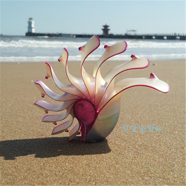 玫瑰鹦鹉螺天然海螺贝壳摆件化石家居创意礼品四大名螺稀有收藏