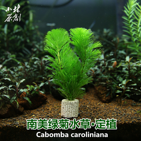 真水草绿菊花草金鱼藻定植株 迷你缸圆缸造景易养 无需co2 弱光