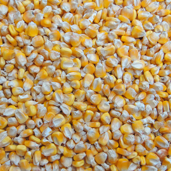 15年新农家玉米籽 500克干玉米粒棒粗粮可做鸽子鸡鸭鸟食饲料批发