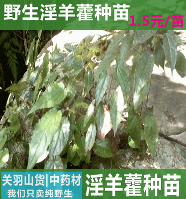 标题优化:关公摆件盆栽淫羊藿种苗 原始森林野生淫羊藿大苗8苗13元环境美化