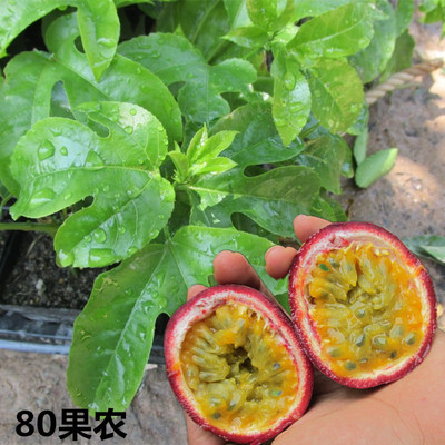 鸡蛋果苗藤蔓 西番莲 紫星百香果苗 巴西百香果苗 扦插苗 实生苗