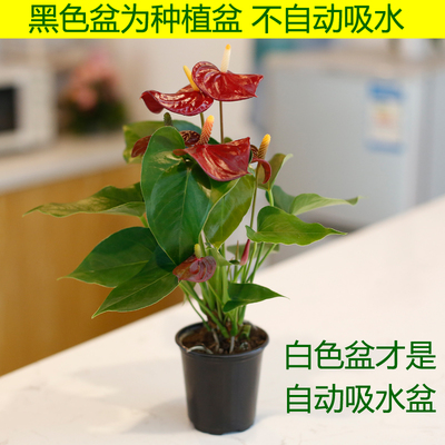 红掌粉掌白掌带花红豆杉花卉绿植小盆栽观花观叶绿色植物盆花室内