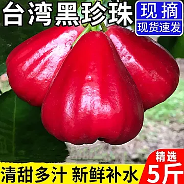 当季热带水果台湾莲雾黑珍珠黑金刚贵妃连雾[30元优惠券]-寻折猪