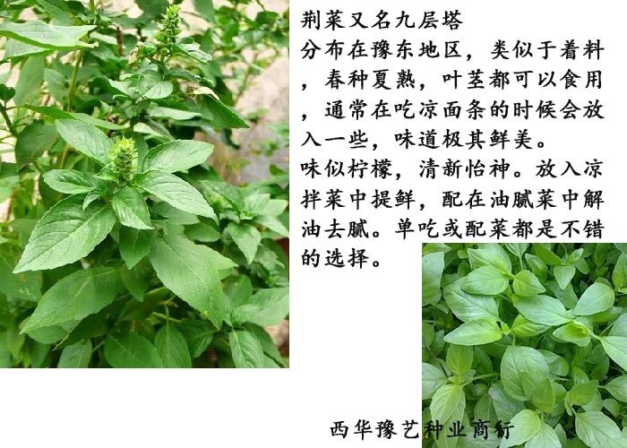 �������Ӿ��˾��˾��˾��˾�����ԭ��Ҷ��ԭ�ز����������߲�����