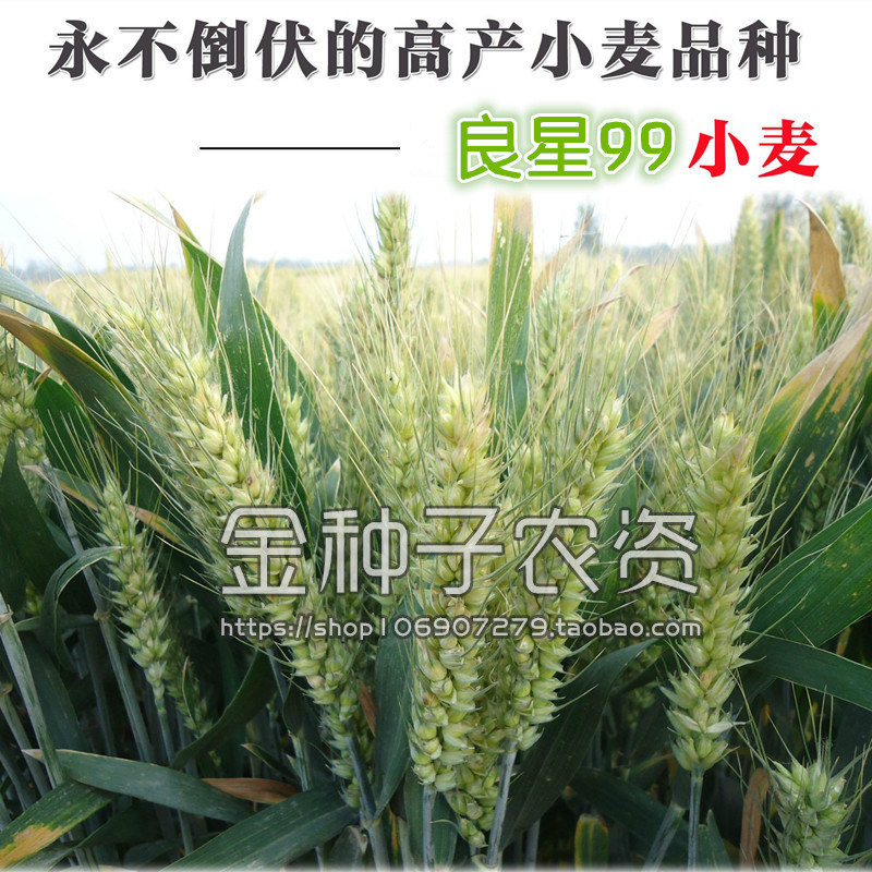 高产冬小麦子种子 良星99小麦种子 高产状元 抗病高产颗粒饱满