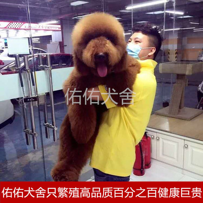 出售纯种巨型贵宾幼犬大型泰迪犬巨贵犬白色棕色巨型泰迪幼犬活体