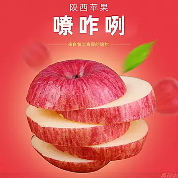 【产地直供】陕西红富士苹果10斤装[10元优惠券]-寻折猪