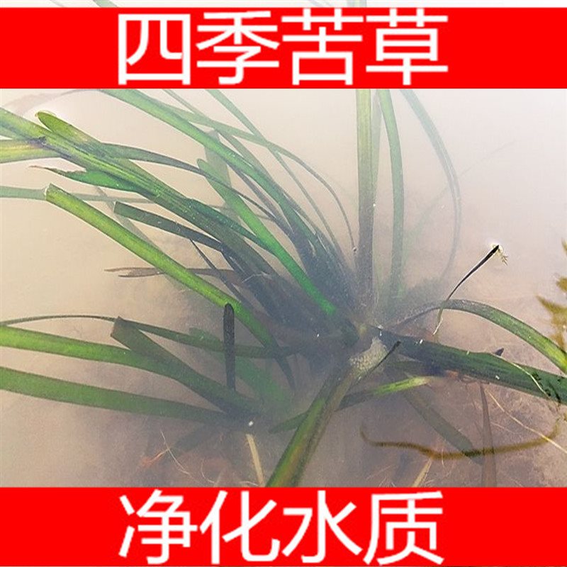 非洲四季青短叶小苦草 四季常青短叶耐寒矮生苦草苗 虾蟹专用水草