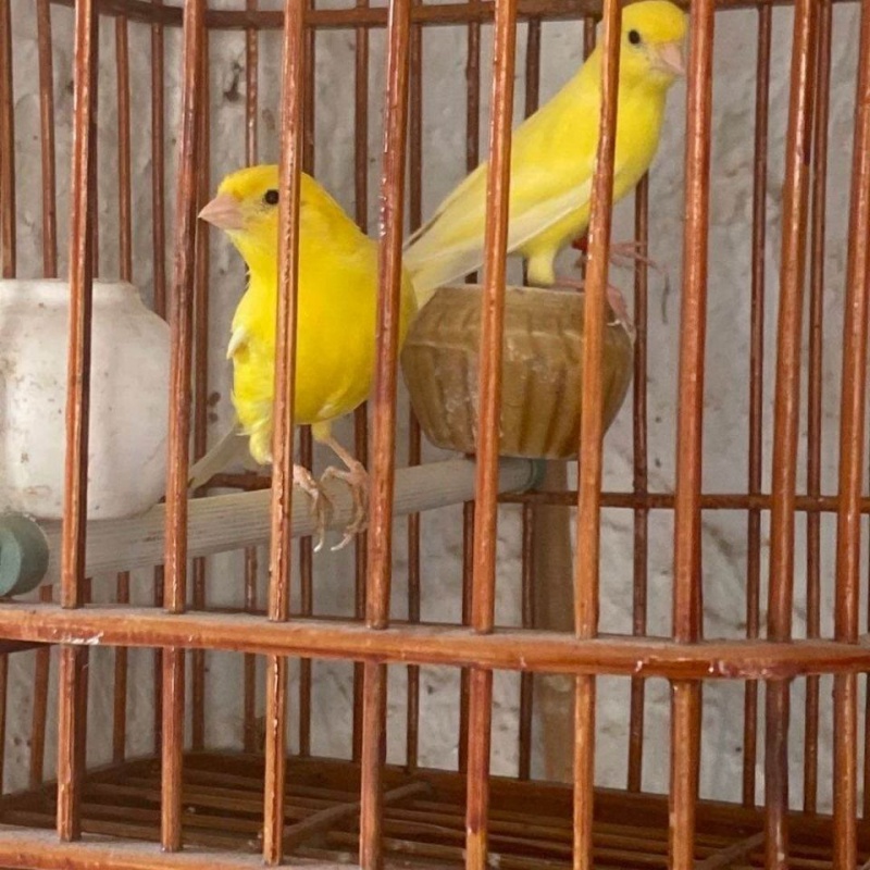 芙蓉黄玉观赏宠物鸣唱鸣叫辣椒鸟玉鸟