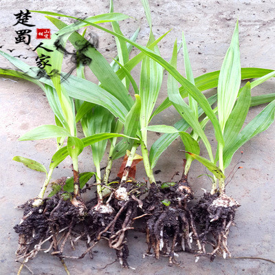 湖北白芨种苗白芨白芨苗白芨种子白芨苗子白芨块茎白鸡紫花不包邮