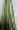 49 Мелкая травяная зеленая сатина 2 м (1 см)