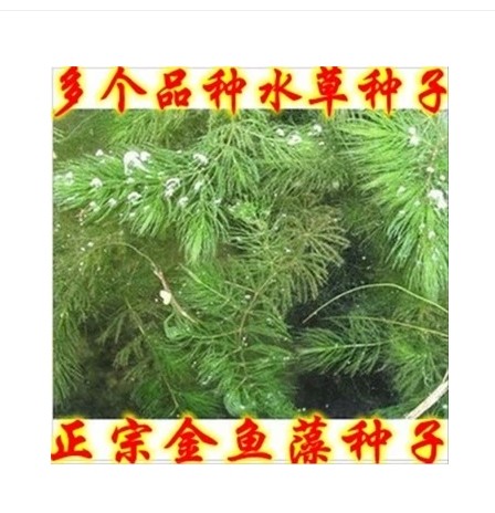 Семена Grass carp in pond aquaculture on lobster and crab grass seed pool round Ye Heizao Cao Potamogeton, Elodea nuttallii Myriophyllum Ye Heizao , nuttallii Семена Grass carp in pond aquaculture on lobster and crab grass seed pool round Ye Heizao Cao Potamogeton, Elodea nuttallii Myriophyllum Ye Heizao , nuttallii