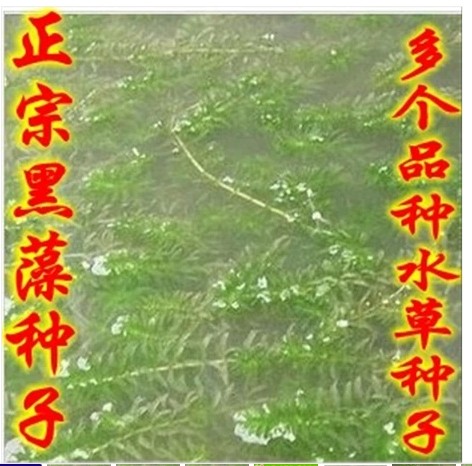 Семена Grass carp in pond aquaculture on lobster and crab grass seed pool round Ye Heizao Cao Potamogeton, Elodea nuttallii Myriophyllum Ye Heizao , nuttallii Семена Grass carp in pond aquaculture on lobster and crab grass seed pool round Ye Heizao Cao Potamogeton, Elodea nuttallii Myriophyllum Ye Heizao , nuttallii