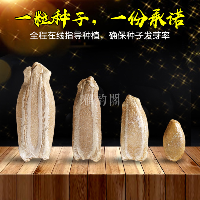 big giant natural big gourd seed garden balcony planting small collectables - autograph hand twist small gourd seeds seed