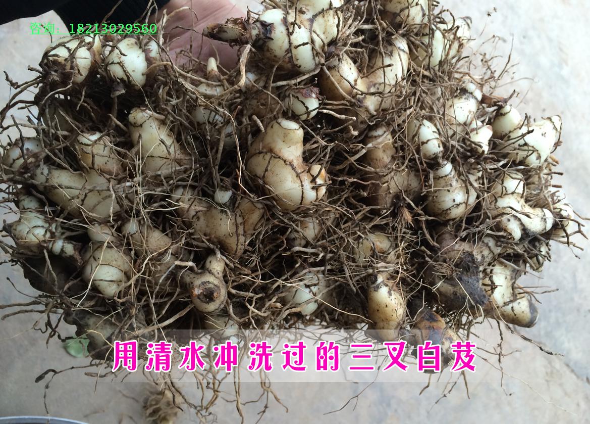 白芨种苗 紫花三叉大白芨种苗