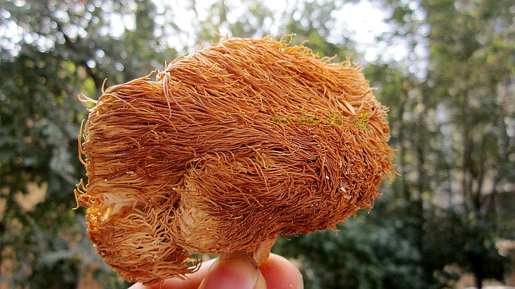 猴头菇 东北野生猴头菇干货 养胃猴头蘑 黑龙江特产14年新货500g