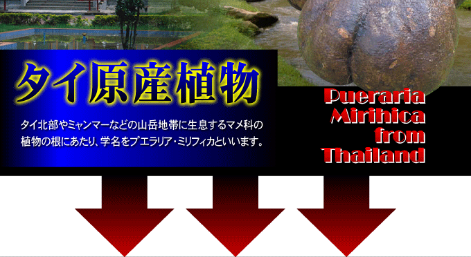 プエラパニックSOS タイ原産植物 マメ科の植物の根 プエラリア?ミリフィカ