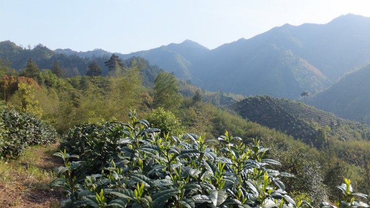 黄山毛峰发源地原生态茶园是这样的,并不是大家想象的丘陵成片,一眼