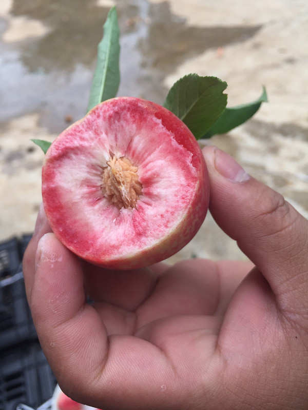 血桃水果新鲜桃子农家孕妇脆桃当季毛桃油桃现货非水蜜桃5斤包邮