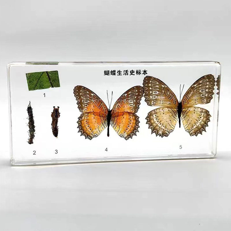 Embedded Specimen Frog Development Butterfly Silkworm Silkworm Bee Life History Specimen Teaching Aids