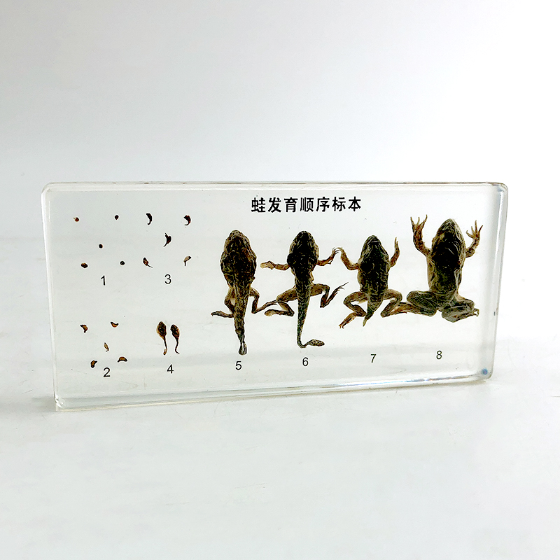 Embedded Specimen Frog Development Butterfly Silkworm Silkworm Bee Life History Specimen Teaching Aids