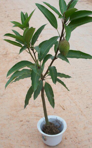 供应芒果苗 盆栽四季蜜芒树苗 根系发达成