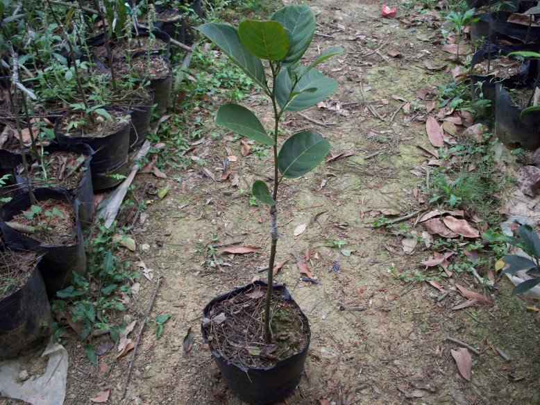 纯种 四季菠萝蜜果树苗 菠萝蜜嫁接树苗可盆栽地栽可多次结果