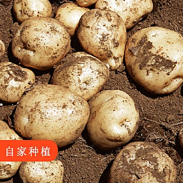 【五斤装】现挖现发黄皮黄心土豆[5元优惠券]-寻折猪