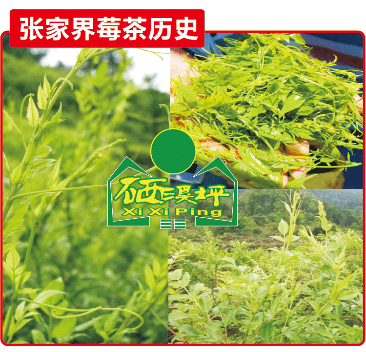 茅岩霉,野生霉茶,鲵草藤,张家界特产茅岩莓茶三高克星 降血压消炎