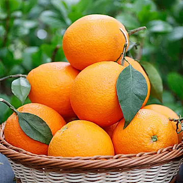 夏橙当季新鲜夏橙橙子新鲜橙子秭归脐橙[40元优惠券]-寻折猪