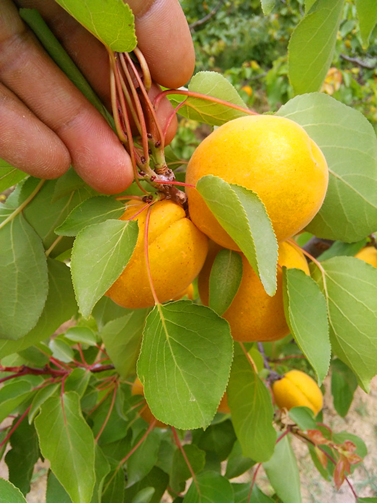 2017年新鲜杏子黄杏现货5斤包邮酸甜口味孕妇水果现摘现发