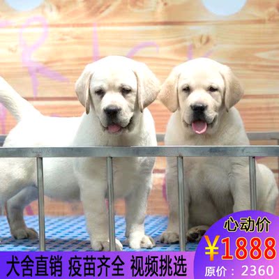 标题优化:拉布拉多幼犬出售纯种导盲犬家养拉布拉多犬活体神犬小七宠物狗狗