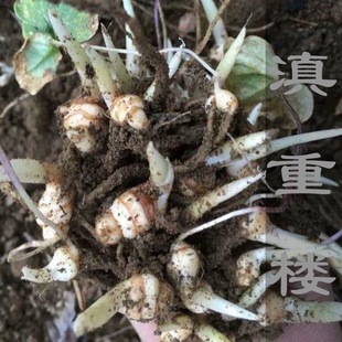 云南滇重楼名贵中药材种植基地七叶一枝花重楼独脚莲种子种苗直销