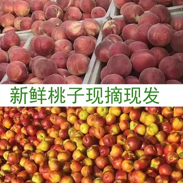 新鲜山东桃子油桃水蜜桃5斤[10元优惠券]-寻折猪